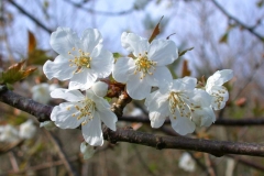 Full Bloom by Sharon Bailey