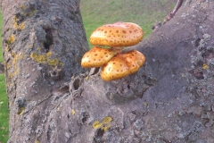Fungus in Bramley