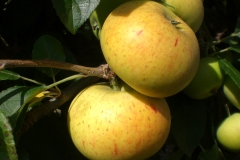 Golden Bounty