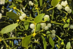Mistletoe by Rosemary Wicks