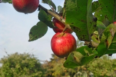 Apple in the evening sun by Sophie Gimber