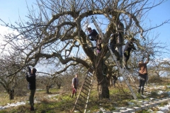 Pruning party by Henry Johnson