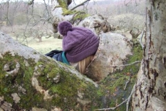 Searching hollows in old trees by Kate Merry