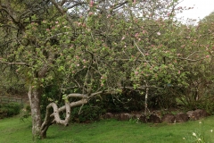 The Orchard Chilworth by Graham Tibble