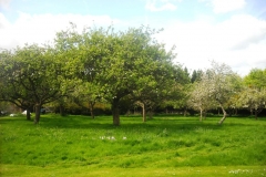 The orchard at Bradenham Manor by Len Bernamont