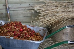 Traditional cider making by Kate Merry