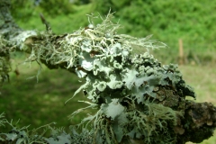 Lichen attracted to malus by Wayne Farrell
