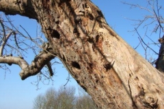 woodpecker holes by Kate Merry