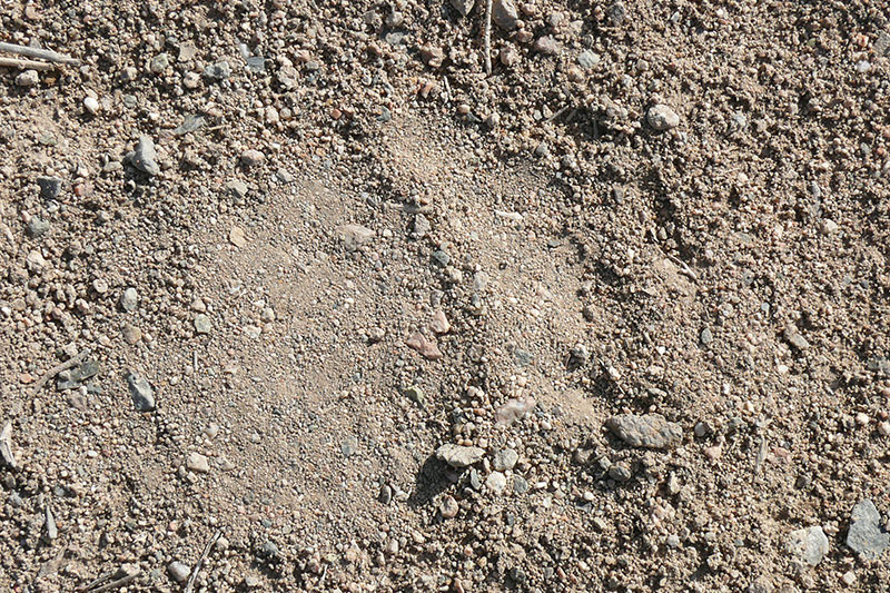 With supplementary feeding increasing bear numbers it’s now easier to find their putprint (pawprints).