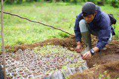 Preparing saplings to be planted on a coffee farm