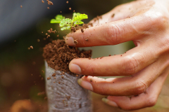 A tiny sapling that could one day be an integral part of slow loris habitat