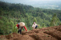 90% of the land in Java is now deforested, much for agriculture. So making farmland more wildlife friendly is imperative