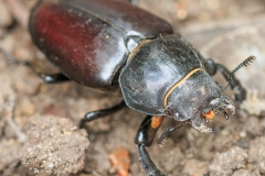Close up female by John Wright