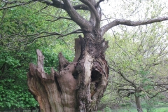 Old oak pollard