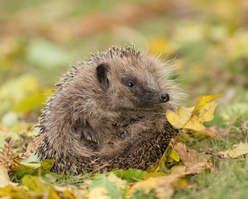 hedgehog by Hugh Clark