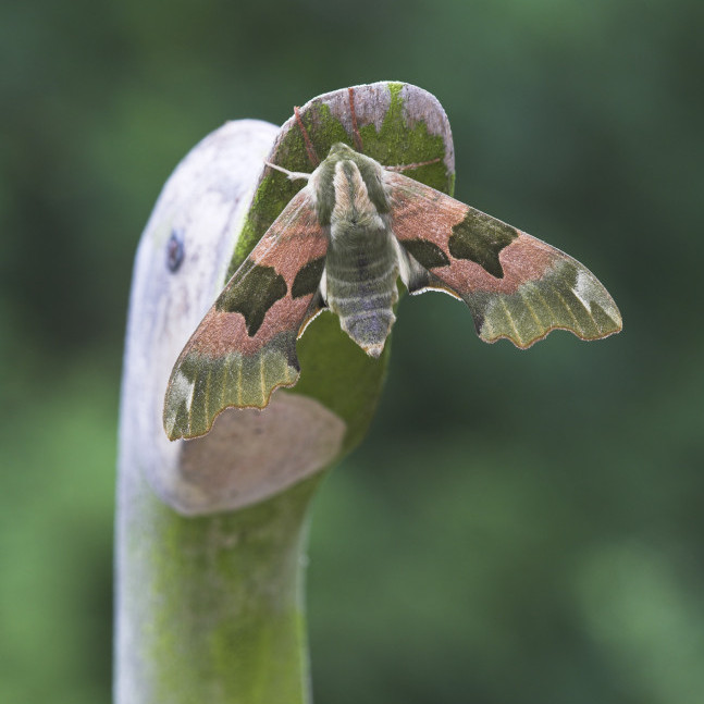 Lime hawkmoth greeting card