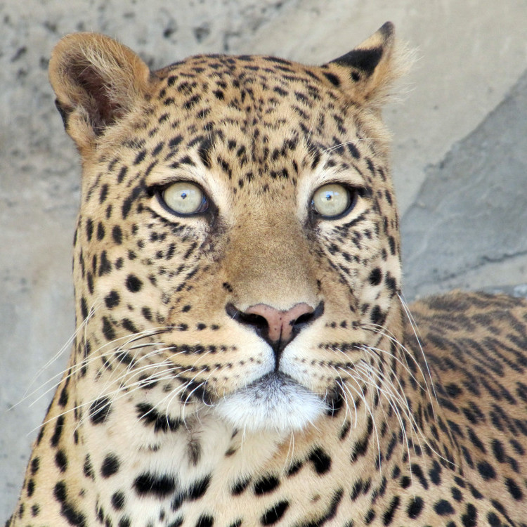 Iran - Persian Leopard