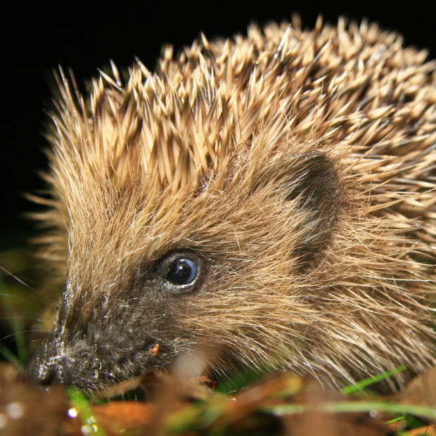 Hedgehog by Ali Taylor