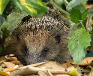 Hedgehog by Alan Baldry