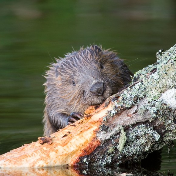Beaver by Allard Martinius