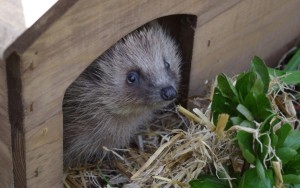 Hedgehog in house by Ann Stratford Newbury