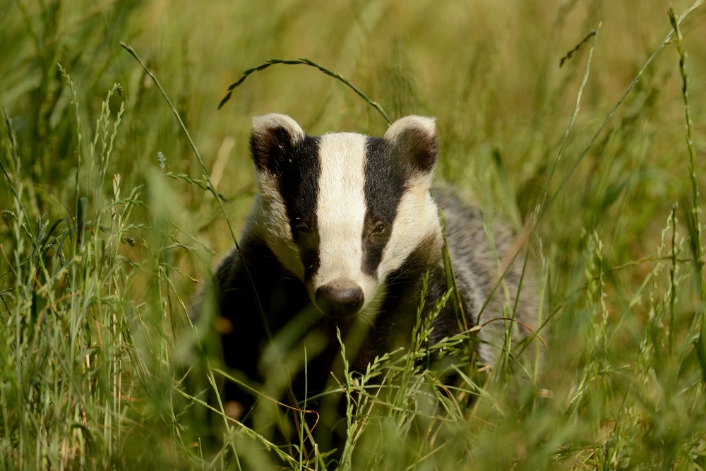 European badger - People's Trust for Endangered Species