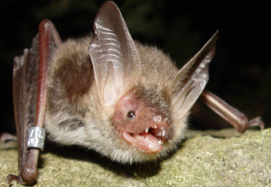 Bechstein's bat