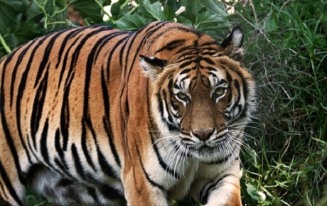 Bengal tiger ptes internship projects