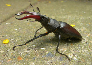 Stag beetle by Bill Plumb