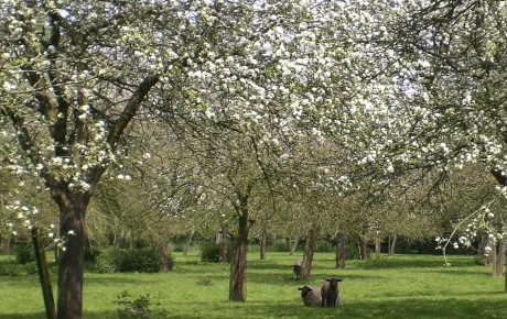 orchard orchard