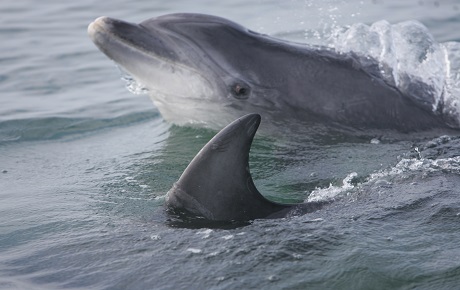 Bottlenose dolphins by Milaja Nykanen