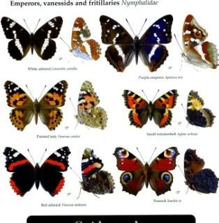 Butterflies of Britain - Peoples Trust for Endangered Species