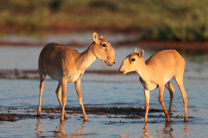 Saigas by Eugeny Polonsky