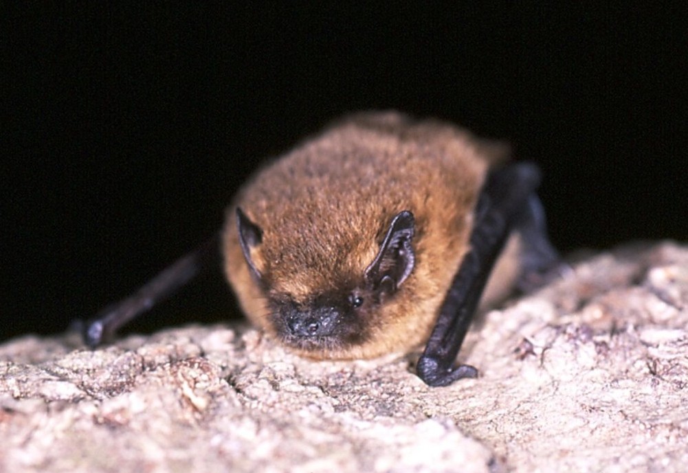 Common and Soprano pipistrelles - People's Trust for Endangered Species