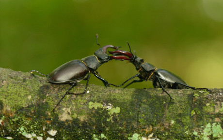 Stag beetles fighting by Ben Andrew