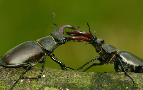 stag beetles by Ben Andrews