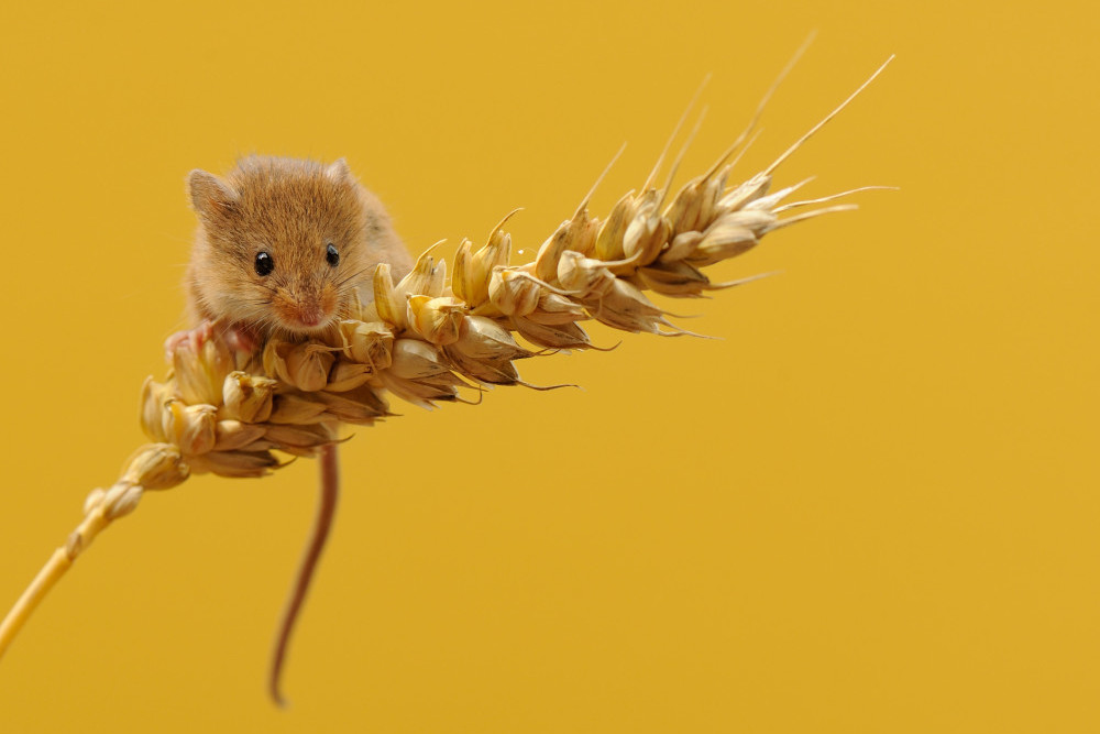Harvest mouse by Ben Andrew Harvest mouse by Ben Andrew