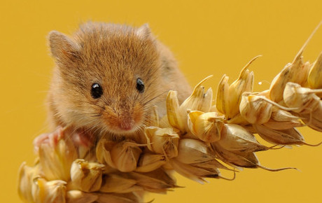 Harvest mouse magazine by Ben Andrew