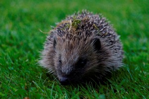 Hedgehog by David Cooper
