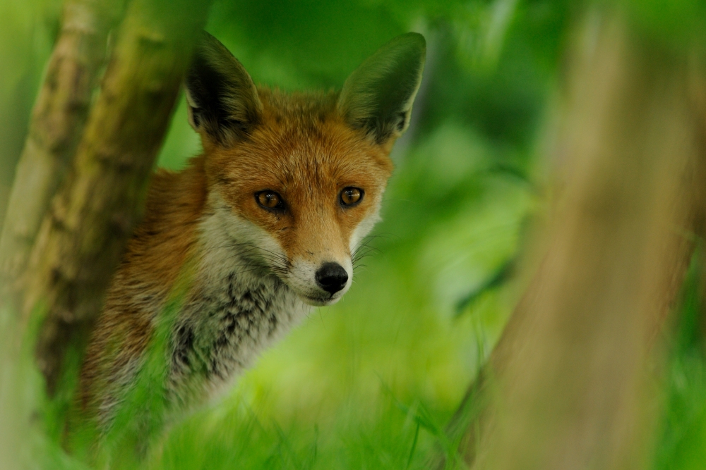 fox by Ben Andrews