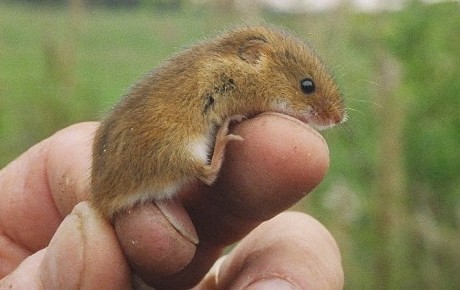 PTES harvest mouse by Mike Goff internship projects