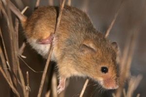 harvet mouse