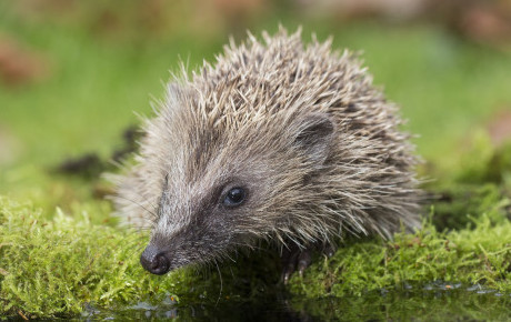 Hedgehog by water by Oliver Wilks
