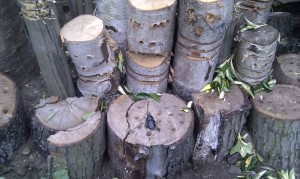 stag beetle on log pile