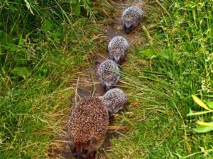 hedgehog family