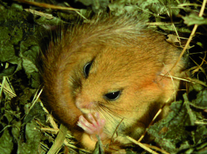 Dormouse by Andrew Shaw