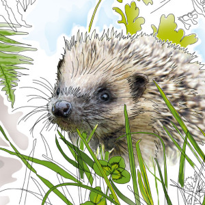 hedgehog illustration by PTES
