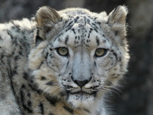 Snow leopard by Steve Tracy, Courtesy of the Snow Leopard Trust