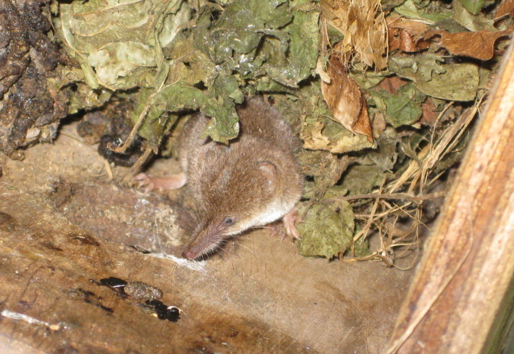 Pygmy shrew - People's Trust for Endangered Species