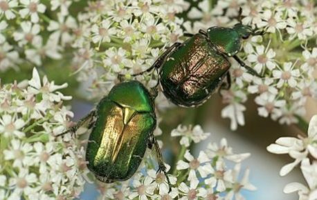 Rose chafer and noble chafer